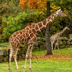 Die Giraffen im Herbstkleid