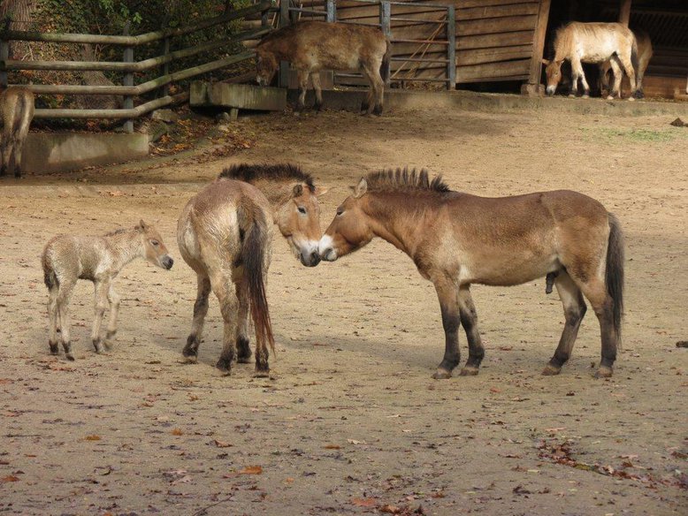 Przewalskipferde, Foto: Tiergarten Nürnberg