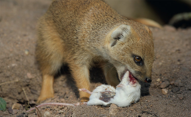 Auch die putzigen Fuchsmangusten gehören zu den Raubtieren – hier mit einer Futtermaus. Foto: Tiergarten Nürnberg