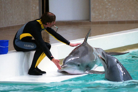 Delphinarium während der Faschingsferien geschlossen (Foto; TGN)