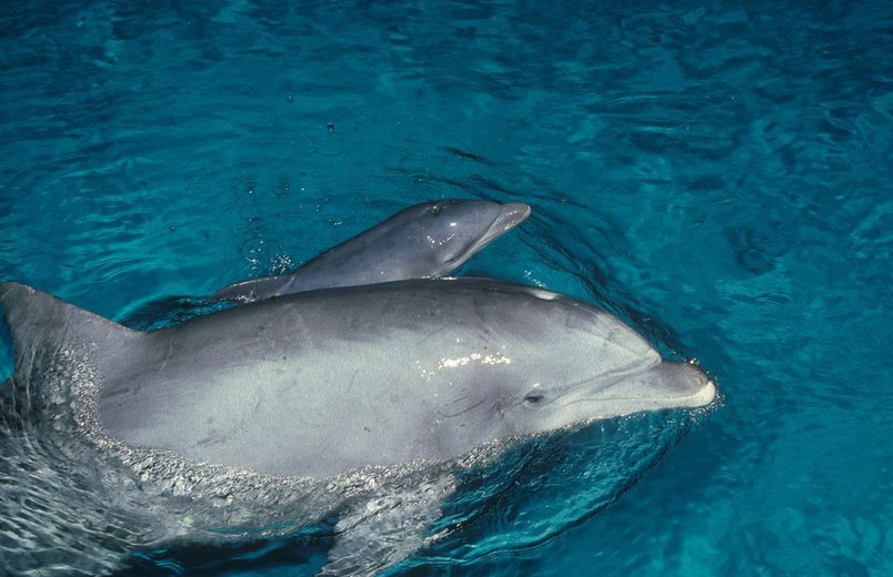 Delphin Eva mit Tochter NAOMI
