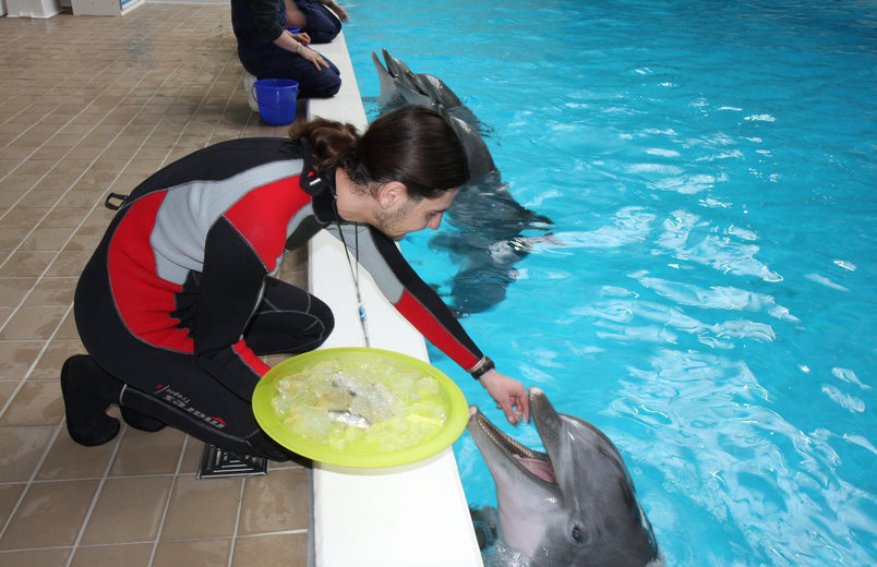 Delphintrainer Daniel Zieger hat für Moby eine Geburtstagstorte vorbereitet.