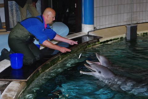 Delphin Rocco (vorn) und Kai; Foto: Tiergarten Nürnberg