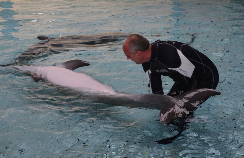 Durch das tägliche Training kann das trächtige Delphinweibchen Sunny auf Handzeichen von Tierpfleger Armin Fritz seine Unterseite für Ultraschalluntersuchungen zeigen