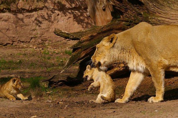 Tierpark berlin discount loewe asiatische boris