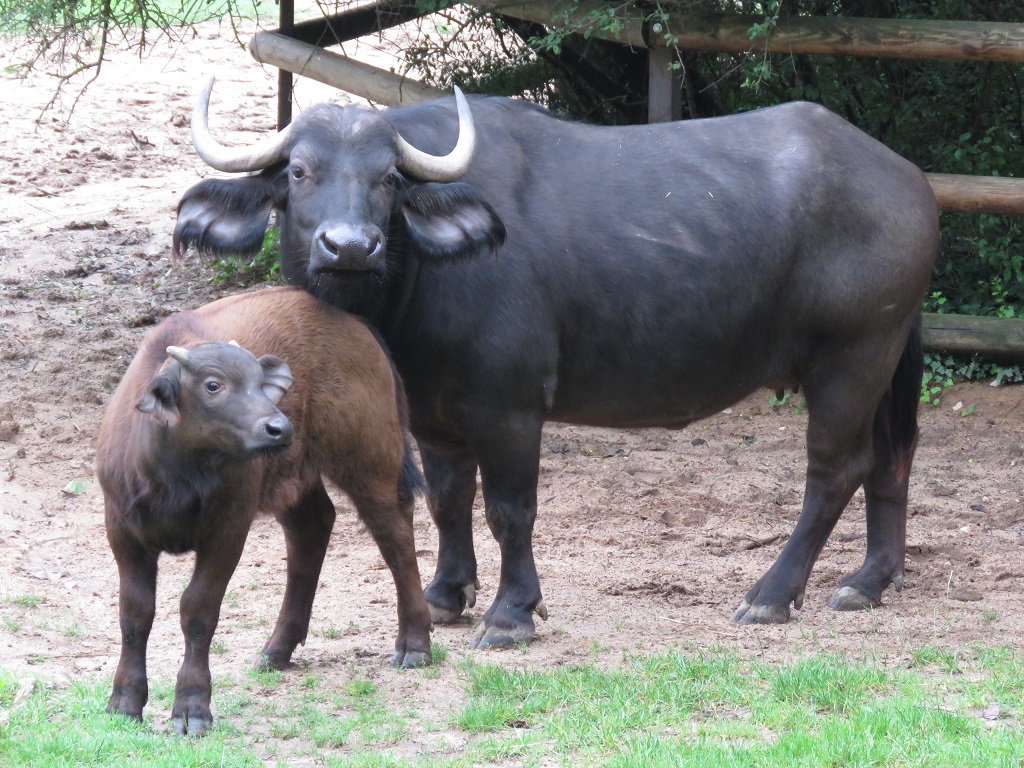 Zoo 1x Großer Kaffernbüffel für Tierpark 40553 Safari 