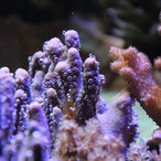 Korallen mit Luftblasen