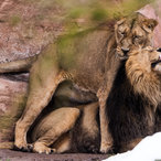Kuschelnde Löwen
