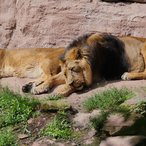 -Löwenehepaar-Lion couple-