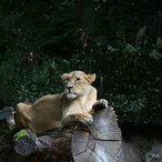 Löwin ruht auf Baum