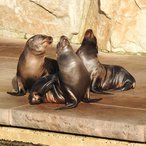 Franz , Hilla und Sissy , der 2019er Nachwuchs der Kalifornischen Seelöwen in der