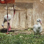 Flamingo-Küken 