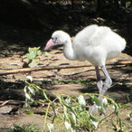 Junger Flamingo 