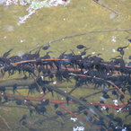 Kaulquappen im Wasserbecken der Fischkatze 
