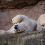 Eisbären beim entspannen