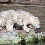 Eisbären Babys