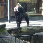 Gorilladame mit Jungtier