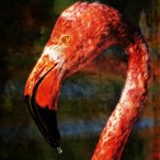 Flamingo Porträt