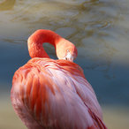 Flamingo-Wellness