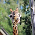 Rothschild-Giraffe Lifty