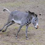 Aktion bei den Zebras