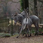 Grevy-Zebras