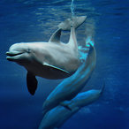 Titelbild der Broschüre "Delphine im Tiergarten Nürnberg"