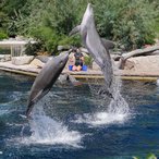 zwei fliegende Delphine/ Delphinshow
