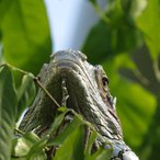 Grüner Leguan