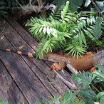 Grüner Leguan sucht Schatten