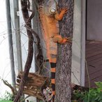 Grüner Leguan sucht Schatten