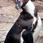 Humboldt-Pingiun 2021