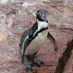 Humboldt-Pinguin 2021
