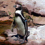 Humboldt-Pinguin 2021