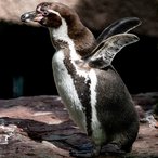 Pinguinaktion