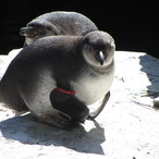 Junge Pinguine 