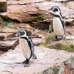 Pinguine watscheln durch Freigehege