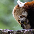 Kleiner Rotpanda beim Fressen