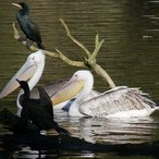 Pelikane und Kormorane
