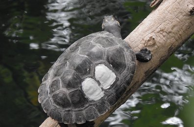 Eine von drei jungen Terekay-Schildkröten