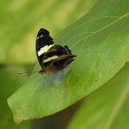 Feinschmecker Weibchen (Catonephele numilia)