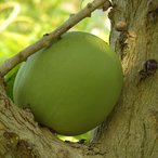 Frucht des Kalebassenbaums