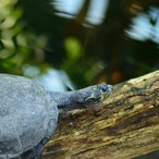 Schildkröte auf Holz über Wasser...