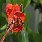 Danaus plexippus - Monarch