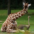 Giraffe mit Blauhalsstrauß