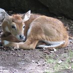 Nilgau-Antilopen-Kaelbchen