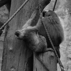 Kleiner Pavian hängt im Seil