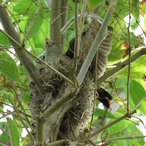 Perutaeubchen-Nest
