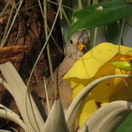 Perutaeubchen im Nest im Manatihaus.