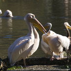 Pelikangruppe